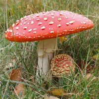 Red mushroom