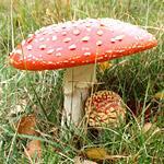 Toadstool