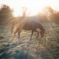 Horse at winter sunrise